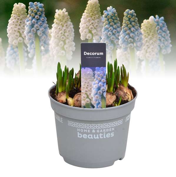 Picture of Muscari magic mix