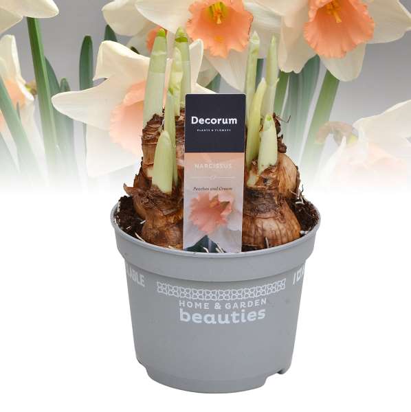 Picture of Narcissus peaches and cream