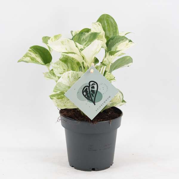 Picture of Epipremnum pinnatum manjula