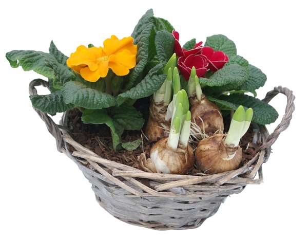 Picture of Primula arrangement in basket
