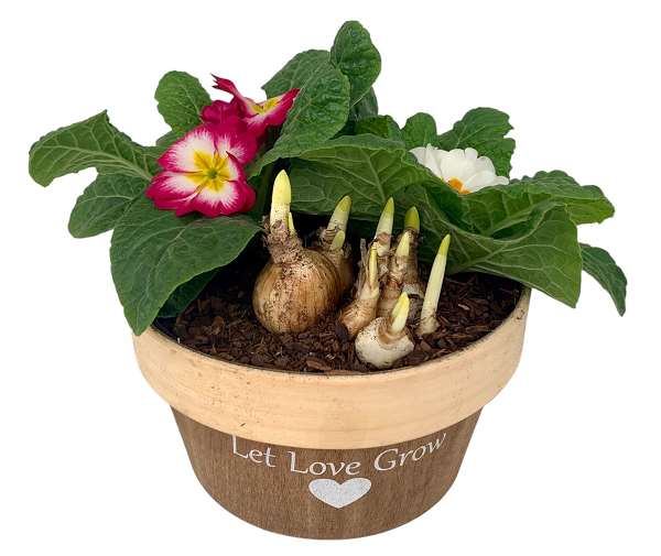 Picture of Primula arrangement 03pp in wood