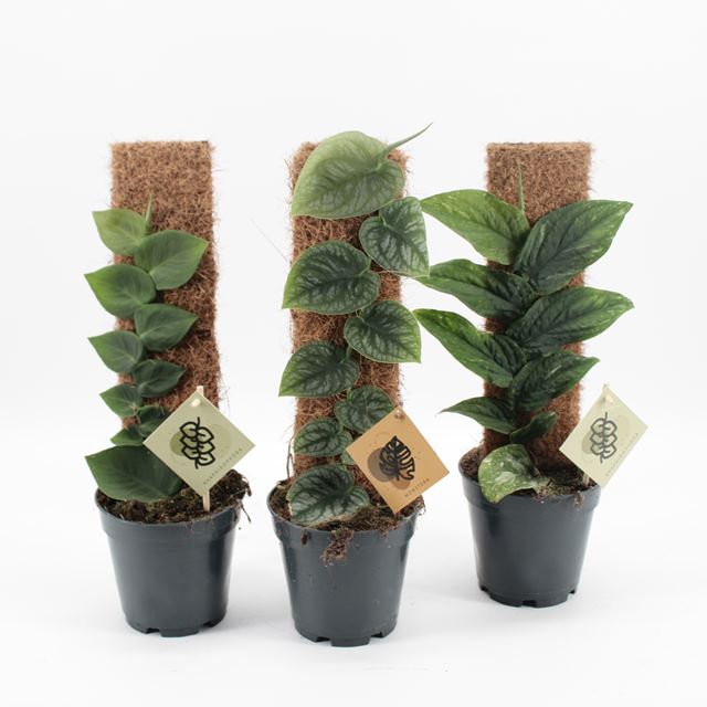 Picture of Monstera dubia and rhaphidophora mix