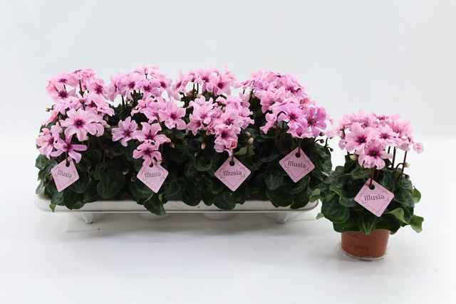 Picture of Cyclamen illusia