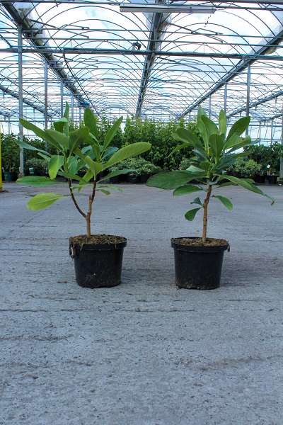 Picture of Edgeworthia chrysantha grandiflora