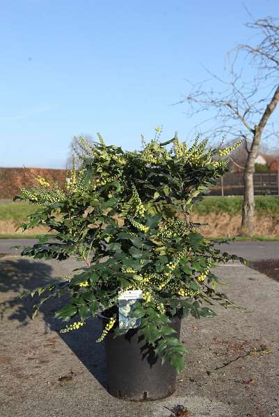 Picture of Mahonia japonica hivernant