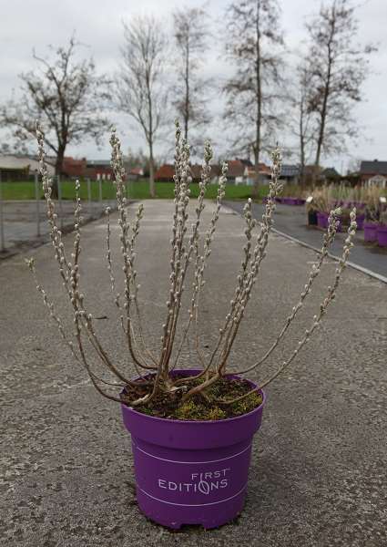 Picture of Salix candida iceberg alley