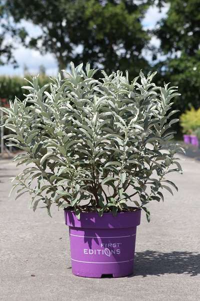 Picture of Salix candida first editions iceberg alley