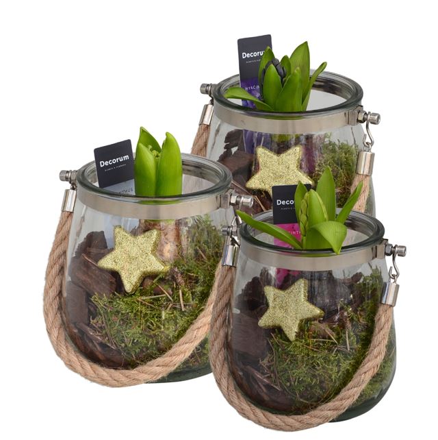 Picture of HYACINTHUS 01BULB GLASS WITH ROPE