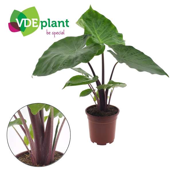 Picture of Alocasia imperial red
