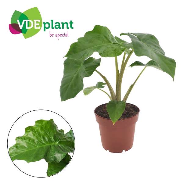Picture of Alocasia low rider