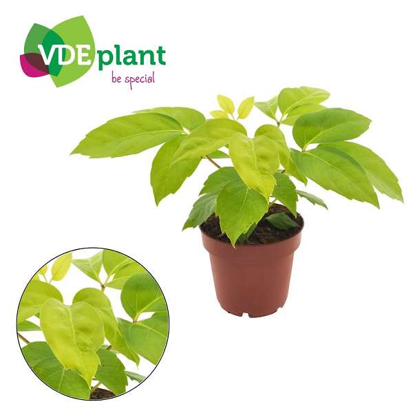 Picture of Schefflera amate golden