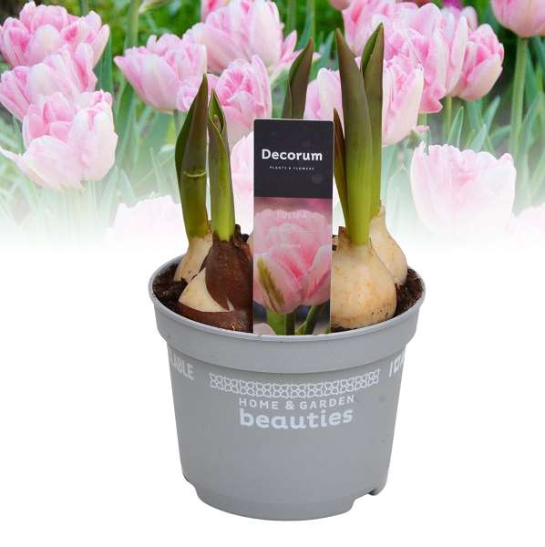 Picture of Tulipa foxtrot
