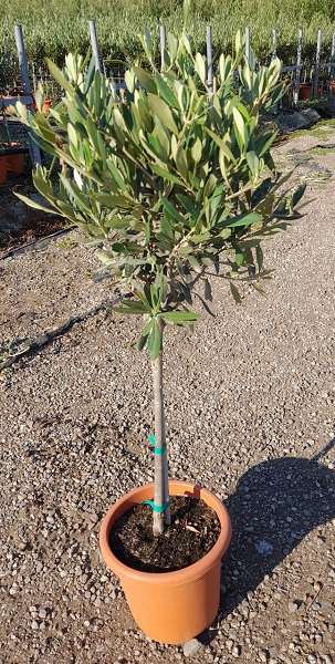 Picture of OLEA EUROPAEA MINI-TIGE 18CM