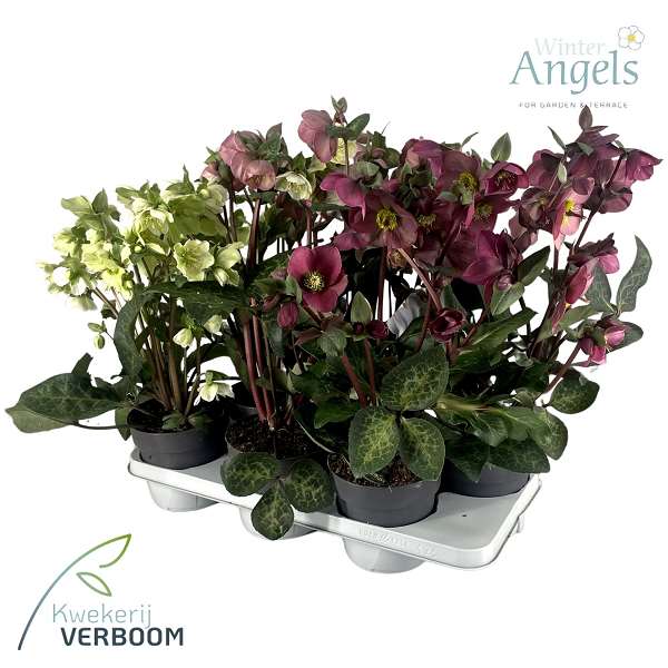 Picture of Helleborus frostkiss mix