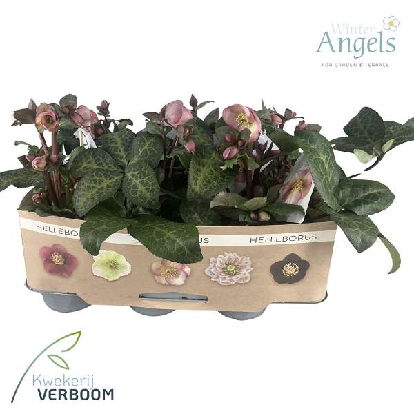 Picture of Helleborus frostkiss pink