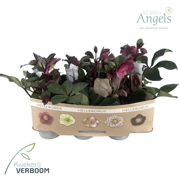 Picture of Helleborus frostkiss red