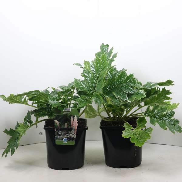 Picture of Acanthus whitewater