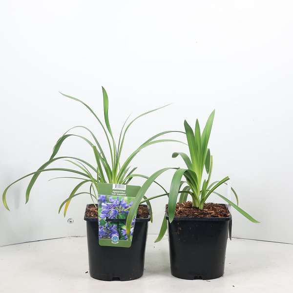 Picture of Agapanthus ever sapphire