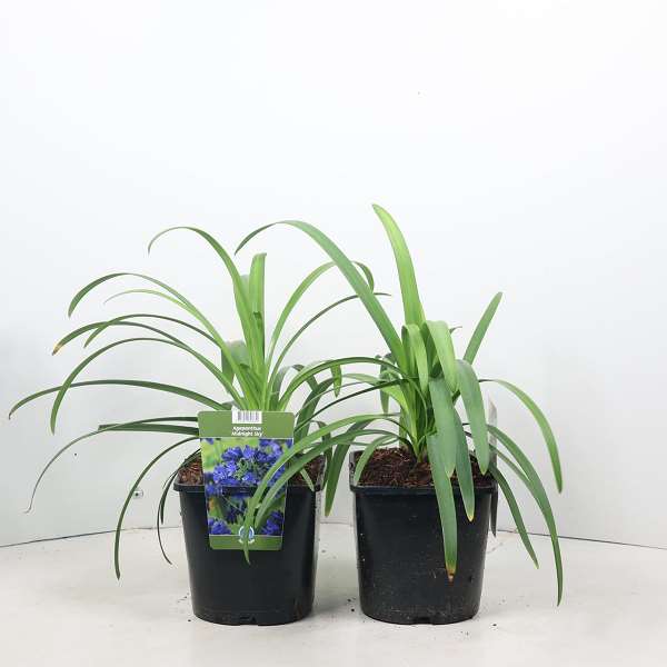 Picture of Agapanthus midnight sky