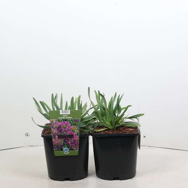 Picture of Allium lavender bubbles