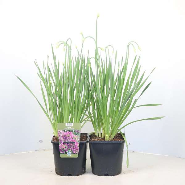 Picture of Allium lavender bubbles