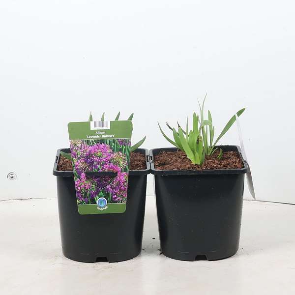 Picture of Allium lavender bubbles