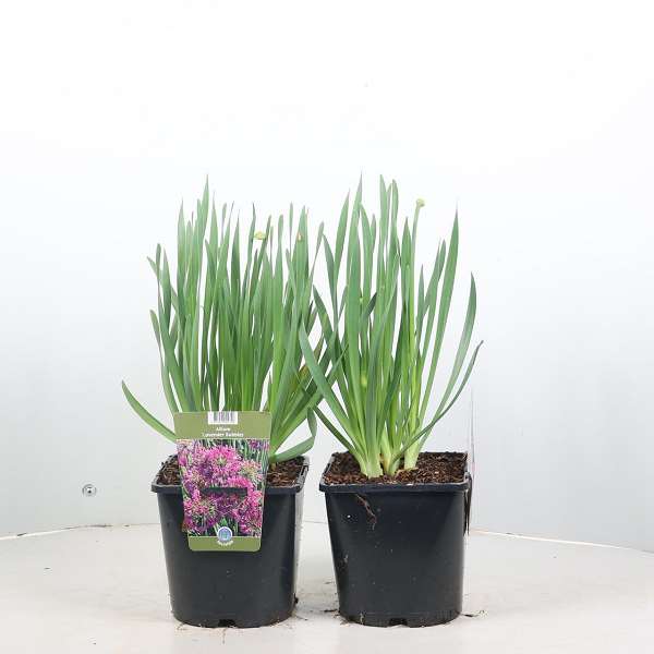 Picture of Allium lavender bubbles