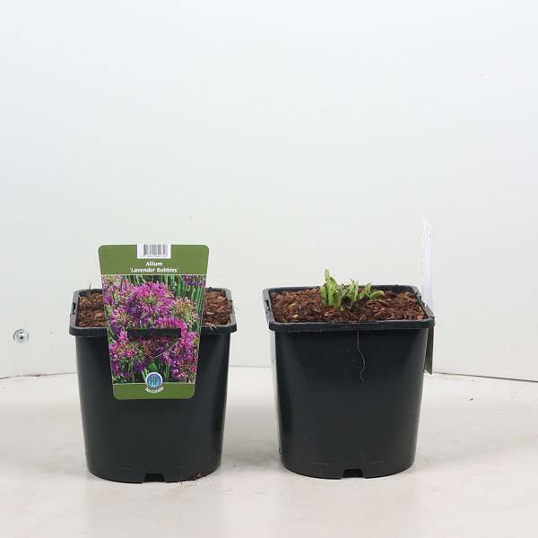 Picture of Allium lavender bubbles