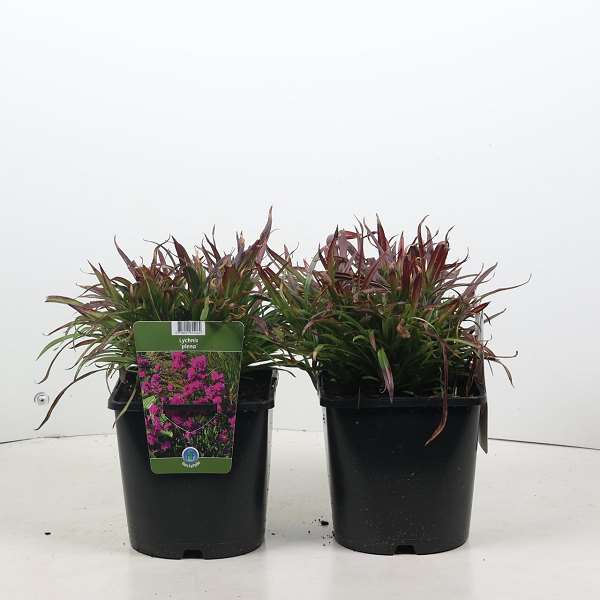 Picture of Lychnis viscaria plena