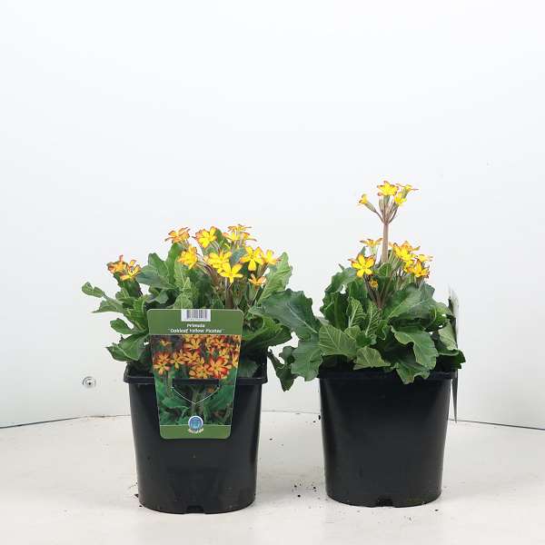 Picture of Primula oak leaf yellow picotee