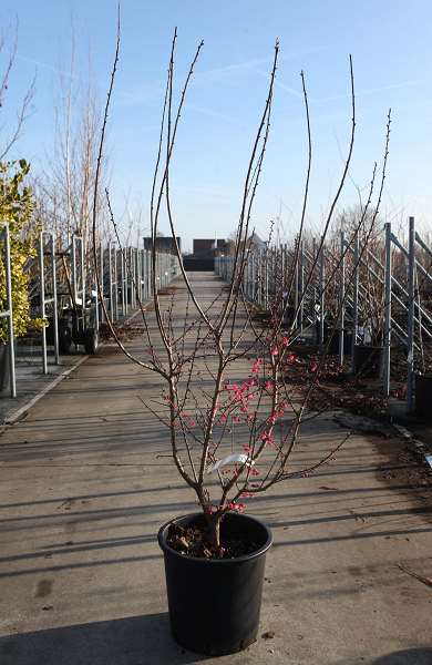 Picture of Prunus mume beni-chidori