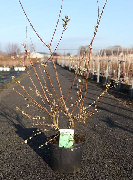 Picture of Lonicera fragrantissima