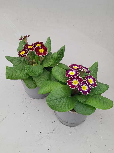 Picture of Primula elatior wine red