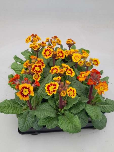 Picture of Primula polyantha castillian