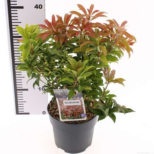 Picture of Pieris japonica red mountain