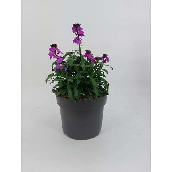 Picture of Erysimum super bowles mauve