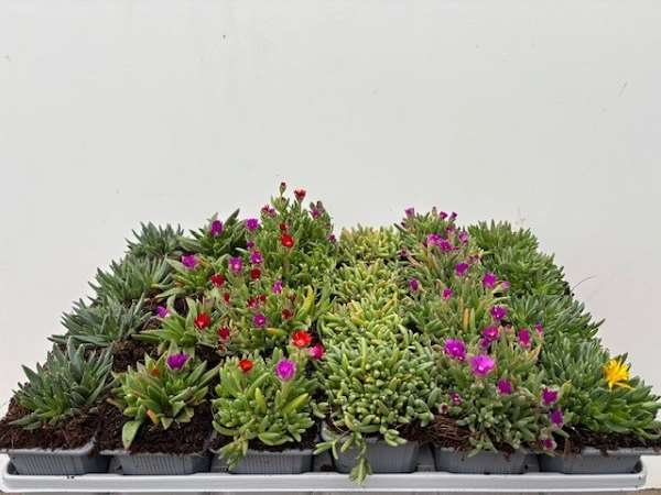 Picture of Delosperma mix