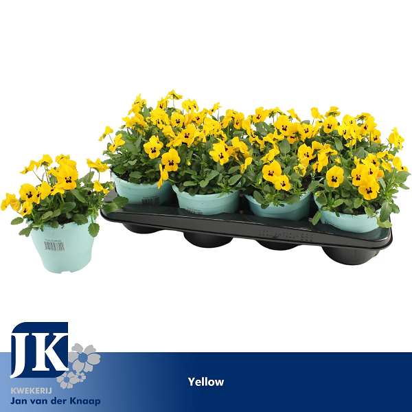 Picture of Viola cornuta yellow