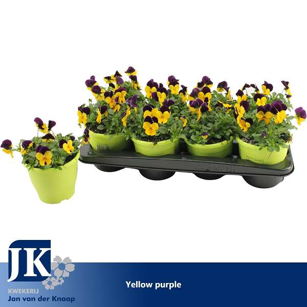 Picture of Viola cornuta yellow purple
