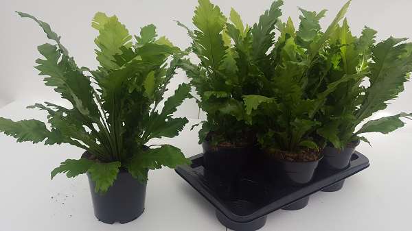 Picture of Asplenium nidus campio