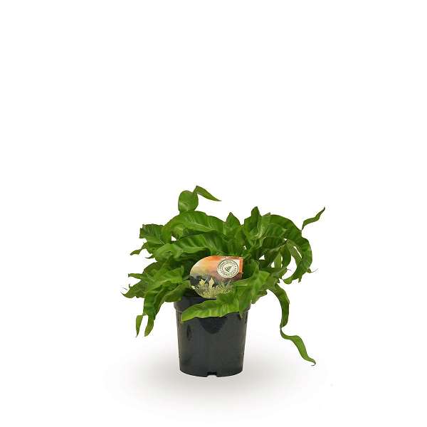 Picture of Asplenium antiquum hurricane