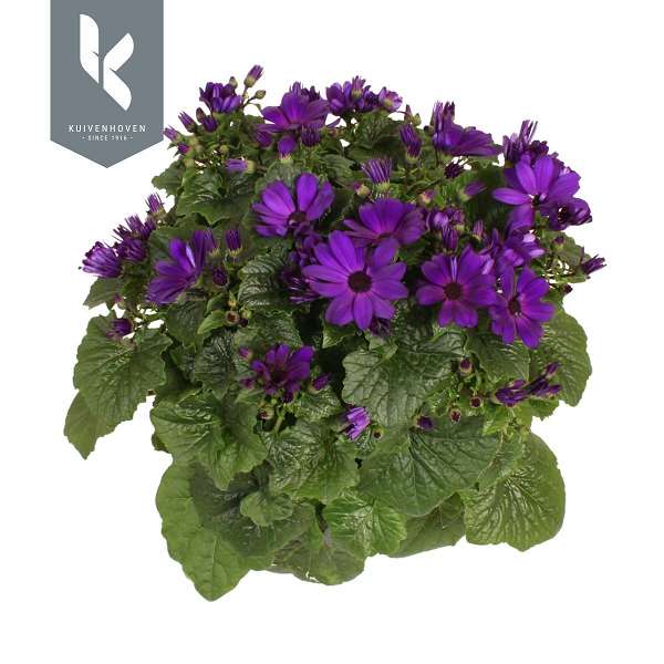 Picture of Senecio senetti magic blue
