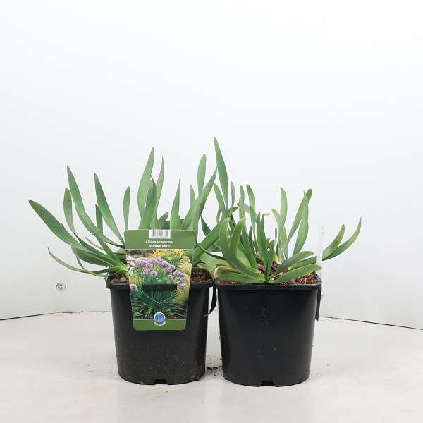 Picture of Allium bubble bath