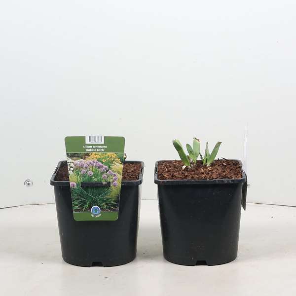 Picture of Allium bubble bath