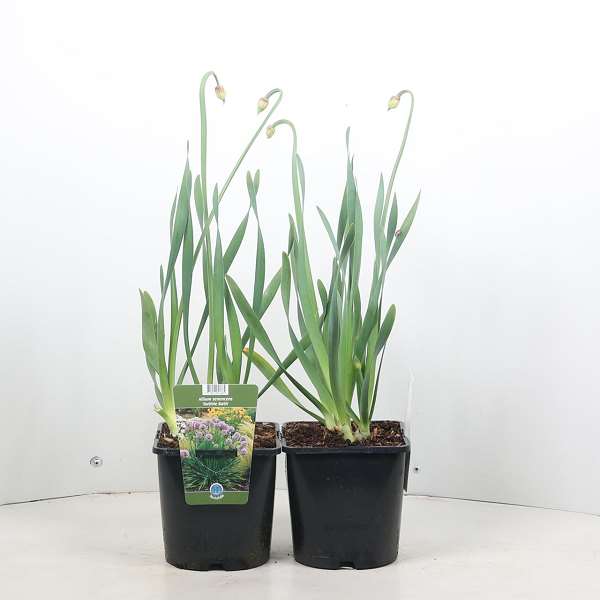 Picture of Allium bubble bath