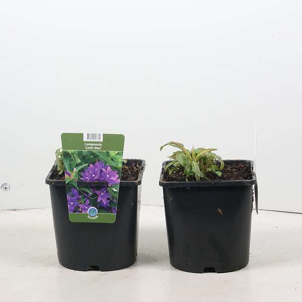 Picture of Campanula glomerata genti blue