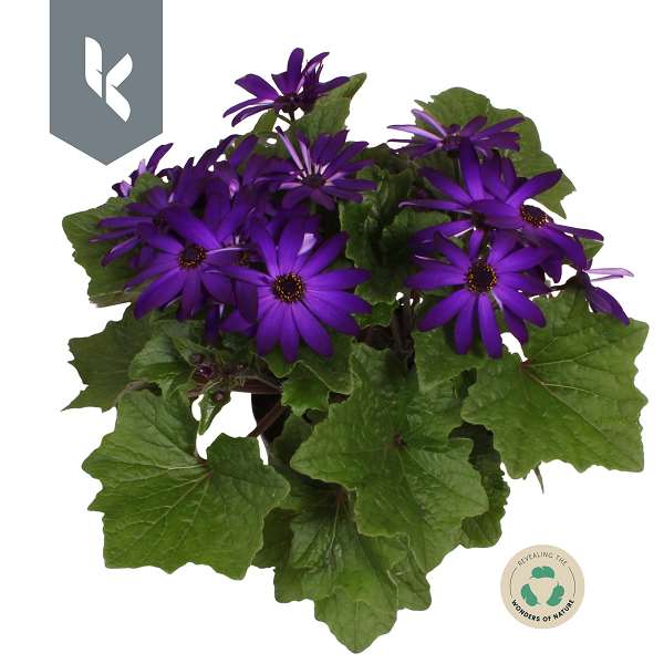 Picture of Senecio senetti deep blue