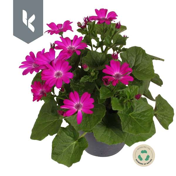 Picture of Senecio senetti magenta