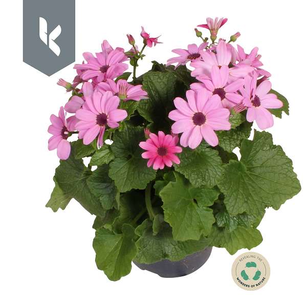 Picture of Senecio senetti pink