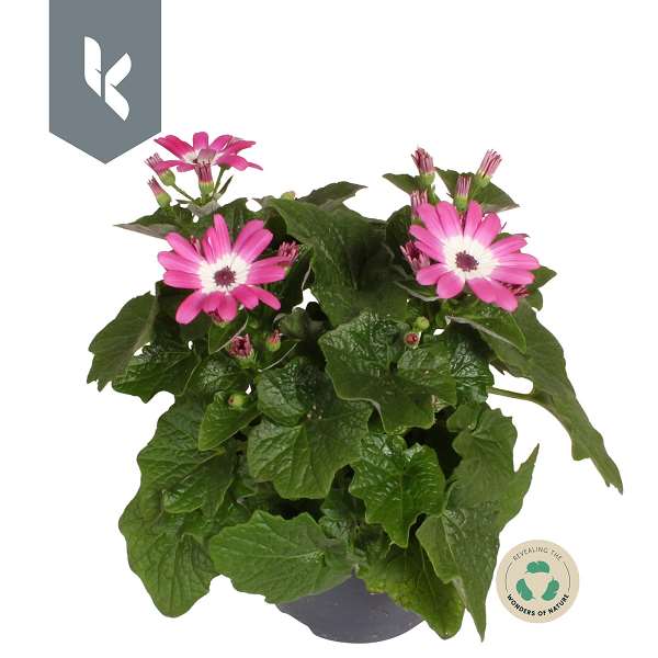 Picture of Senecio senetti pink bicolor